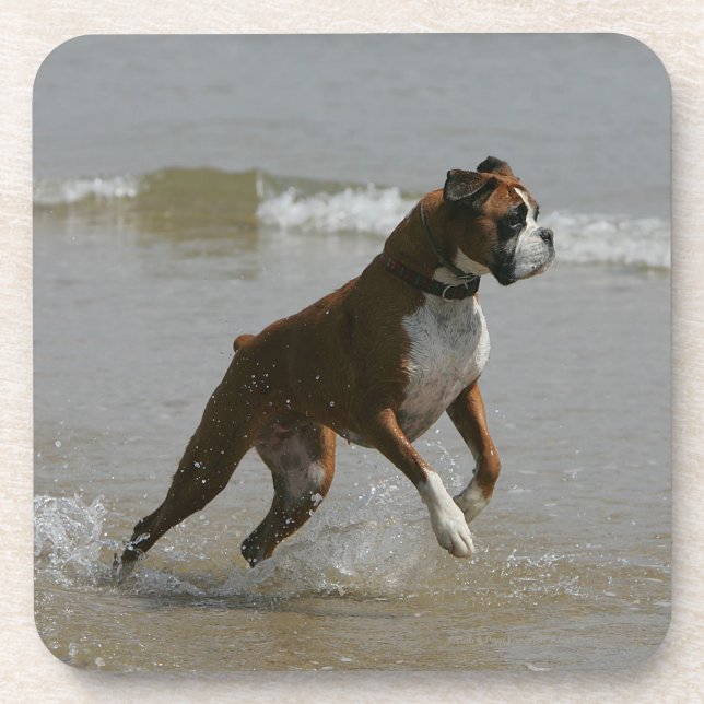 Boxer Dog in Water Coaster (Front)