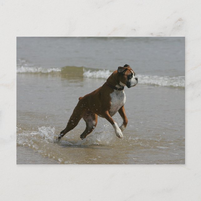 Boxer Dog in Water Postcard (Front)