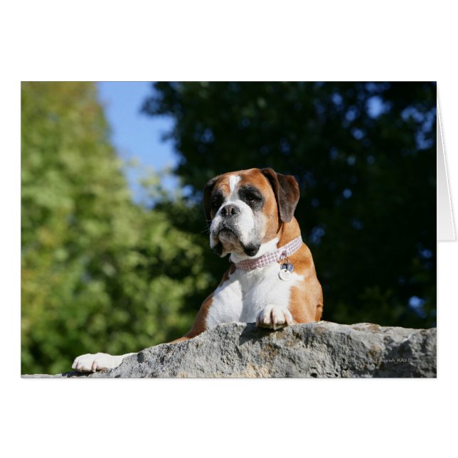 Boxer Dog Laying on a Rock (Front Horizontal)