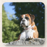 Boxer Dog Laying on a Rock