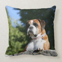 Boxer Dog Laying on a Rock