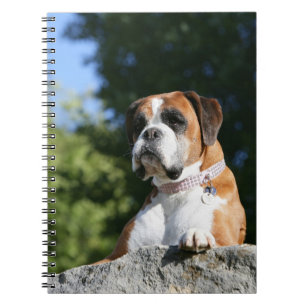 Boxer Dog Laying on a Rock Notebook