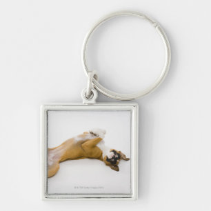 Boxer dog laying on her back on the floor key ring