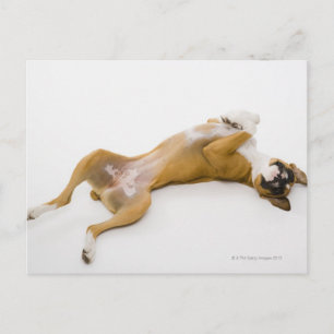 Boxer dog laying on her back on the floor postcard