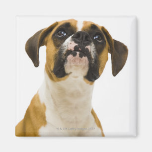 Boxer dog looking up magnet