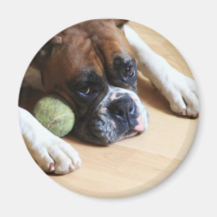 Boxer Dog magnet