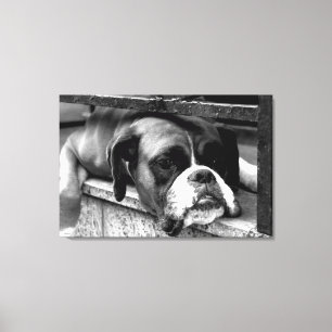 Boxer Dog On Windowsill 36x24 (90x60cm) waccnm Canvas Print