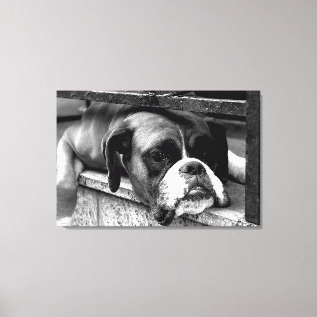 Boxer Dog On Windowsill 36x24 (90x60cm) waccnm Canvas Print (Front)