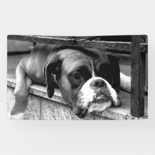 Boxer Dog On Windowsill bnrcna Banner