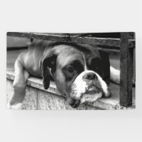 Boxer Dog On Windowsill bnrcnm