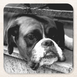Boxer Dog On Windowsill coastercn Square Paper Coaster