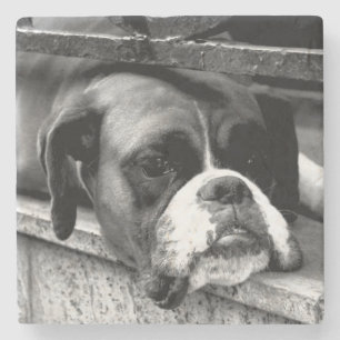 Boxer Dog On Windowsill coastercn Stone Coaster