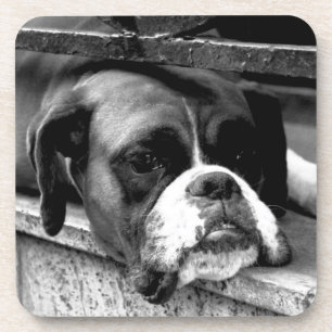 Boxer Dog On Windowsill coastercna Coaster