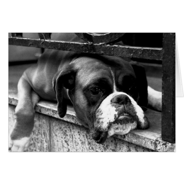 Boxer Dog On Windowsill gccnm (Front Horizontal)