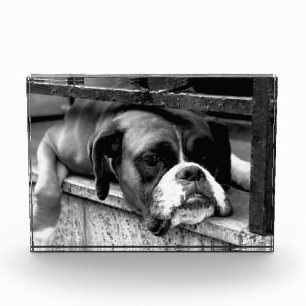 Boxer Dog On Windowsill pbcn Photo Block