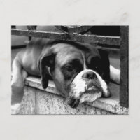 Boxer Dog On Windowsill pc arc2