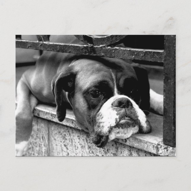 Boxer Dog On Windowsill pc arc2 Postcard (Front)