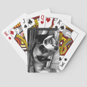 Boxer Dog On Windowsill pccnm Playing Cards