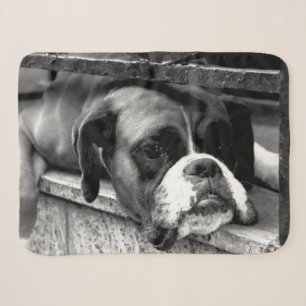 Boxer Dog On Windowsill sbcn Sherpa Blanket