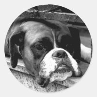 Boxer Dog On Windowsill stcna