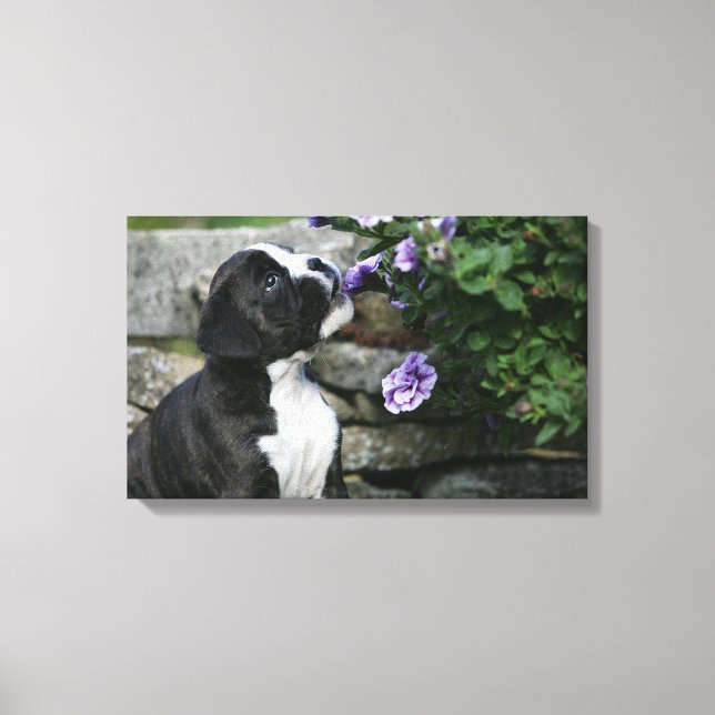Boxer Dog Panting Canvas Print (Front)