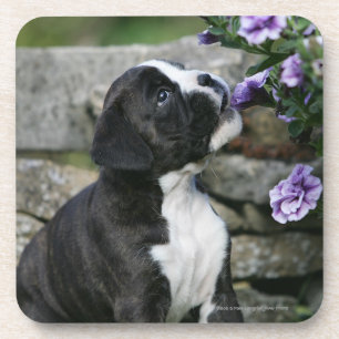 Boxer Dog Panting Coaster