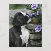 Boxer Dog Panting