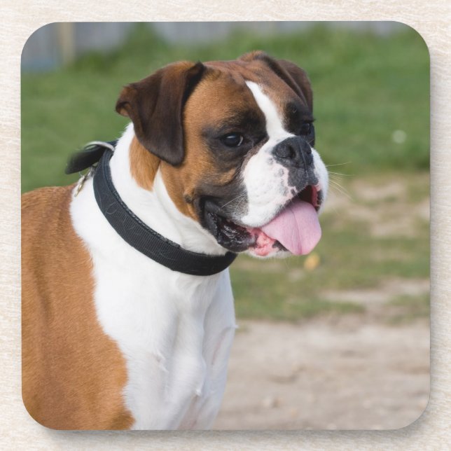 Boxer Dog Photo Hard Plastic Coasters (Front)