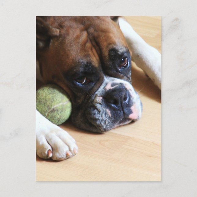 Boxer Dog Postcard (Front)