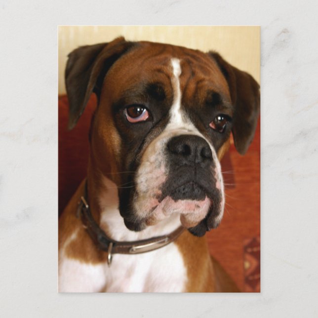 Boxer Dog Postcard (Front)