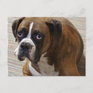 Boxer Dog Postcard