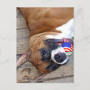 Boxer Dog postcard