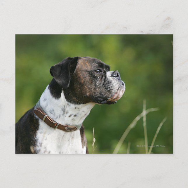 Boxer Dog Profile Postcard (Front)