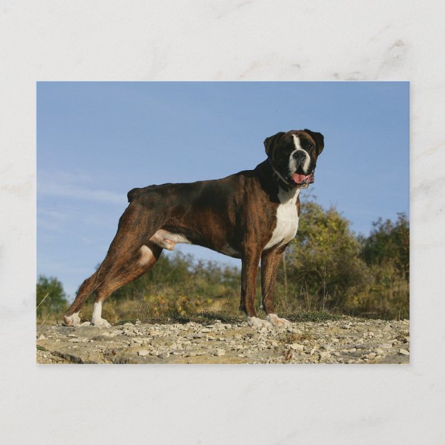 Boxer Dog Show Stance Postcard (Front)