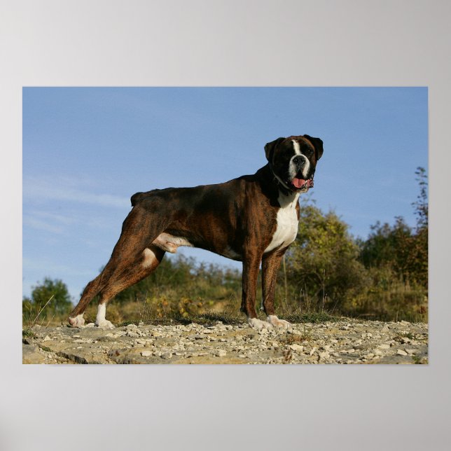 Boxer Dog Show Stance Poster (Front)