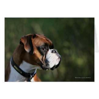 Boxer Dog Side Profile