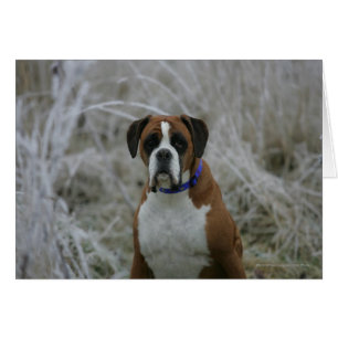 Boxer Dog Sitting in the Frost