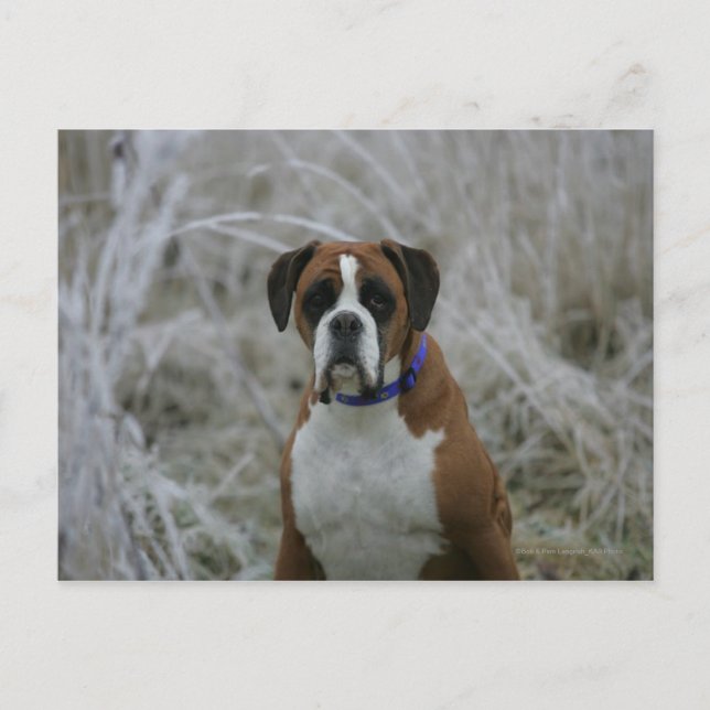 Boxer Dog Sitting in the Frost Postcard (Front)