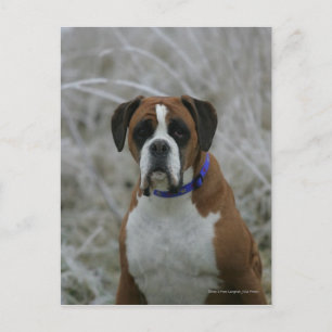 Boxer Dog Sitting in the Frost Postcard