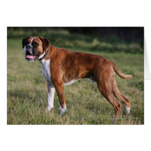 Boxer Dog Standing