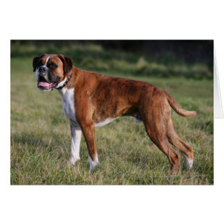 Boxer Dog Standing