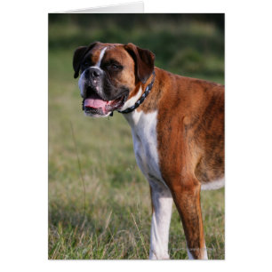 Boxer Dog Standing
