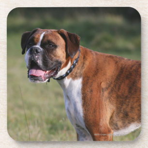 Boxer Dog Standing Coaster
