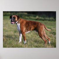 Boxer Dog Standing