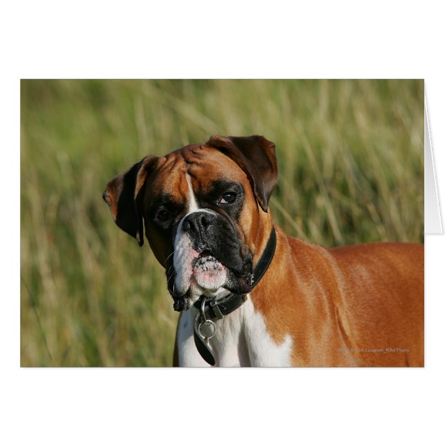 Boxer Dog Staring at Camera (Front Horizontal)