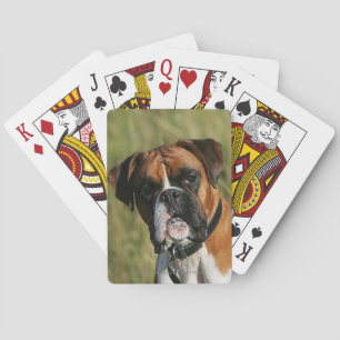 Boxer Dog Staring at Camera Playing Cards