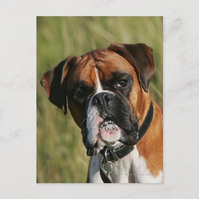 Boxer Dog Staring at Camera Postcard (Front)