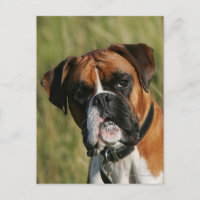 Boxer Dog Staring at Camera