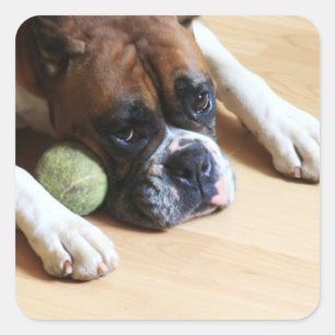 Boxer Dog Stickers
