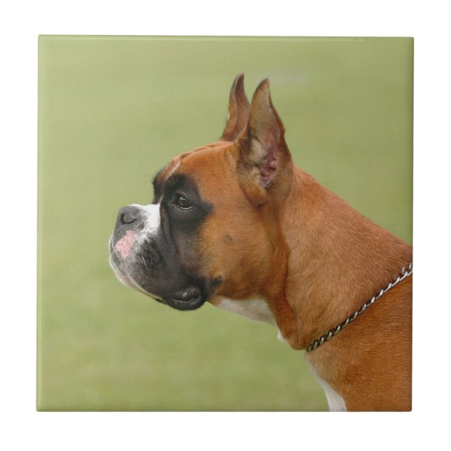 Boxer Dog Tile (Front)